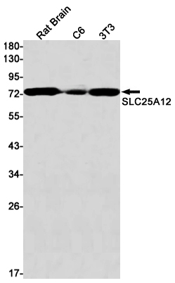 1 - SLC25A12 Rabbit mAb AP76091