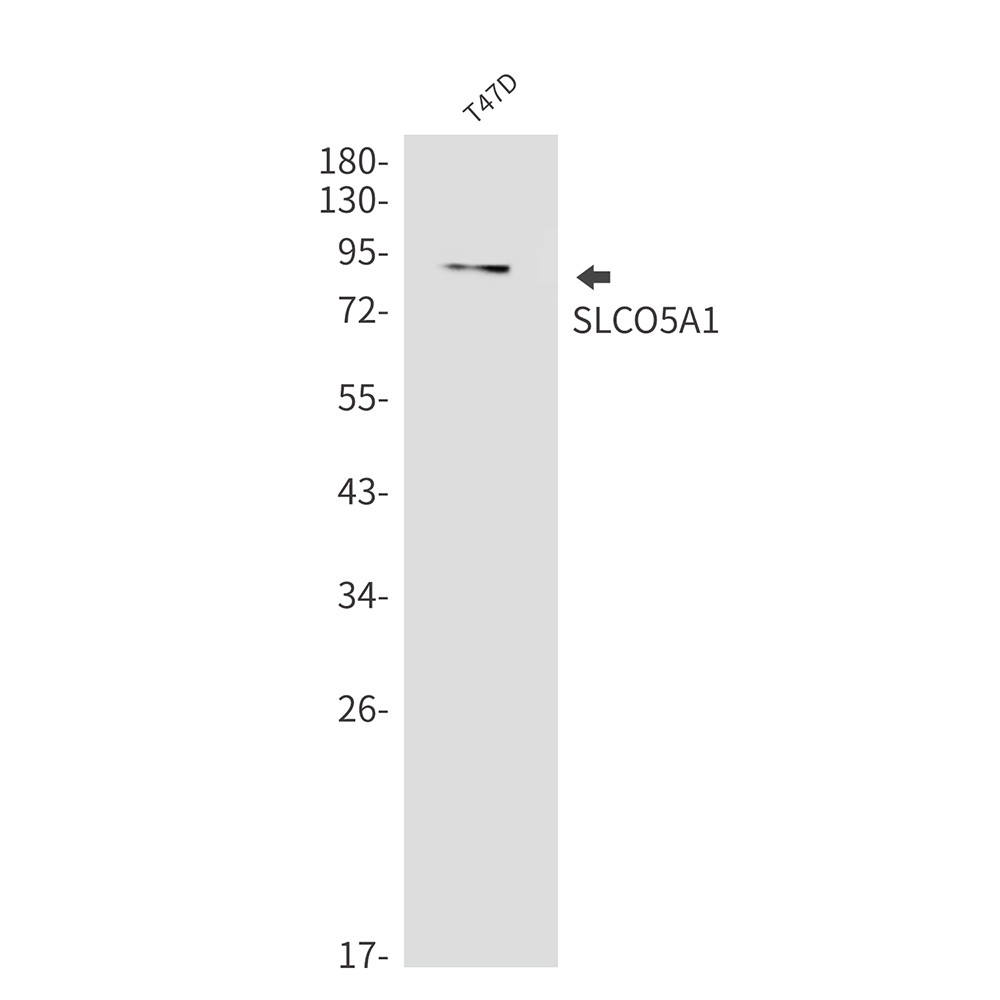 1 - OATP5A1 Rabbit mAb AP76093