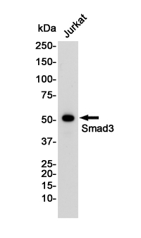 2 - Smad3 Rabbit mAb AP76095