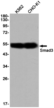 5 - Smad3 Rabbit mAb AP76095