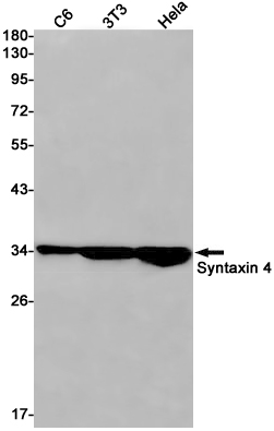 1 - Syntaxin 4 Rabbit mAb AP76142