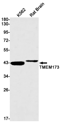 1 - STING Rabbit mAb AP76179