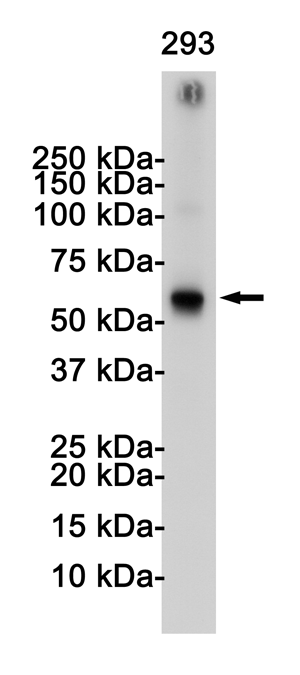 1 - TRAF6 Rabbit mAb AP76192