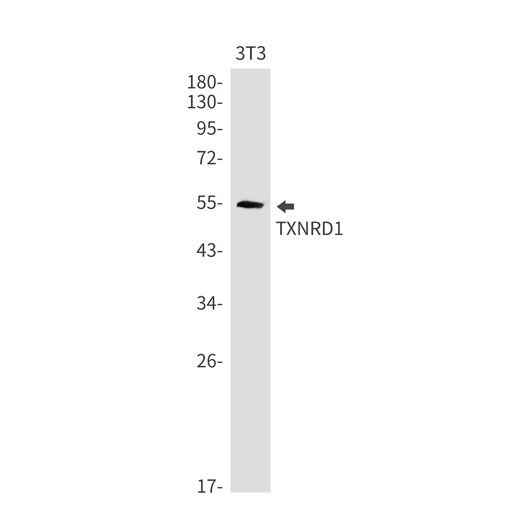 1 - TXNRD1 Rabbit mAb AP76218