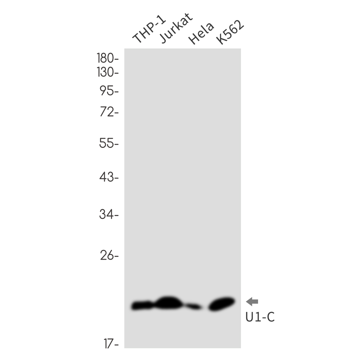 2 - U1C Rabbit mAb AP76221