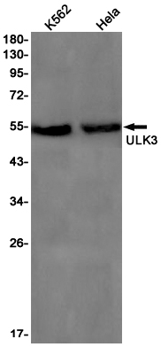 1 - ULK3 Rabbit mAb AP76231