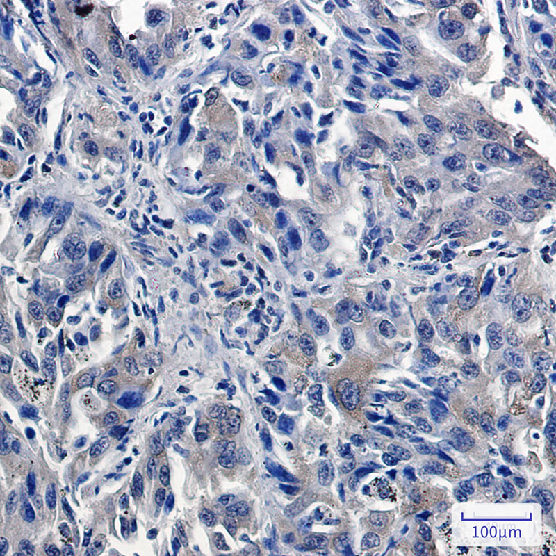 8 - USP7 Rabbit mAb AP76236
