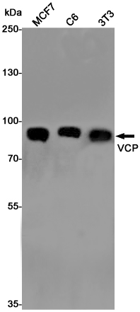 2 - VCP Rabbit mAb AP76239