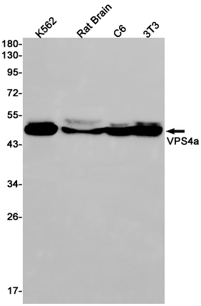 1 - VPS4A Rabbit mAb AP76255