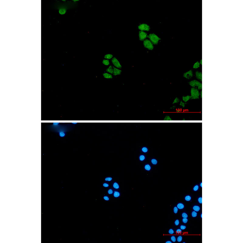 8 - Wnt5a Rabbit mAb AP76261