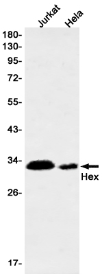 1 - Hex Rabbit mAb AP76293