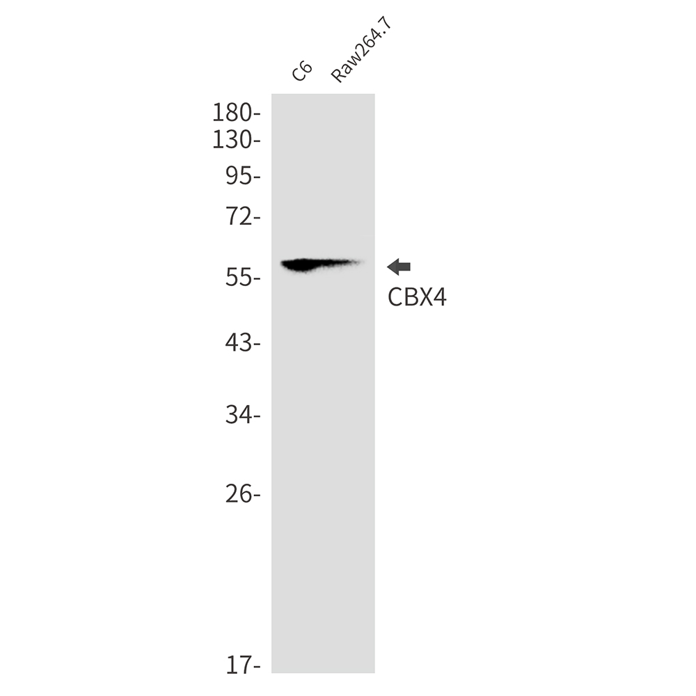 1 - CBX4 Rabbit mAb AP76317
