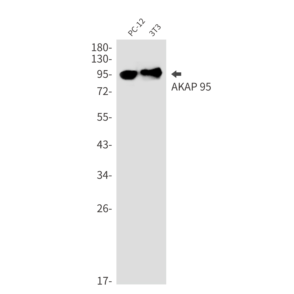1 - AKAP95 Rabbit mAb AP76384