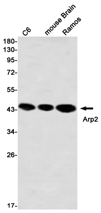 2 - Arp2 Rabbit mAb AP76394