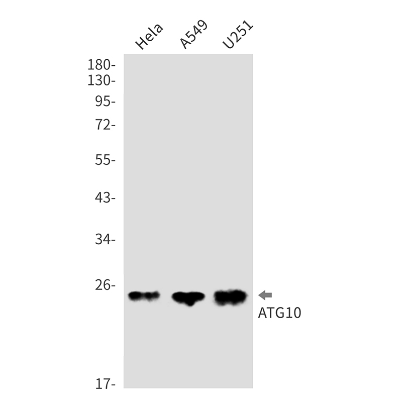 1 - ATG10 Rabbit mAb AP76398
