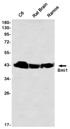 8 - Bmi1 Rabbit mAb AP76410