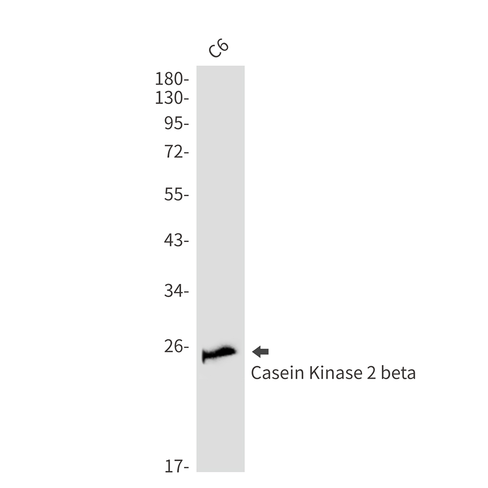 2 - Casein Kinase 2 beta Rabbit mAb AP76420