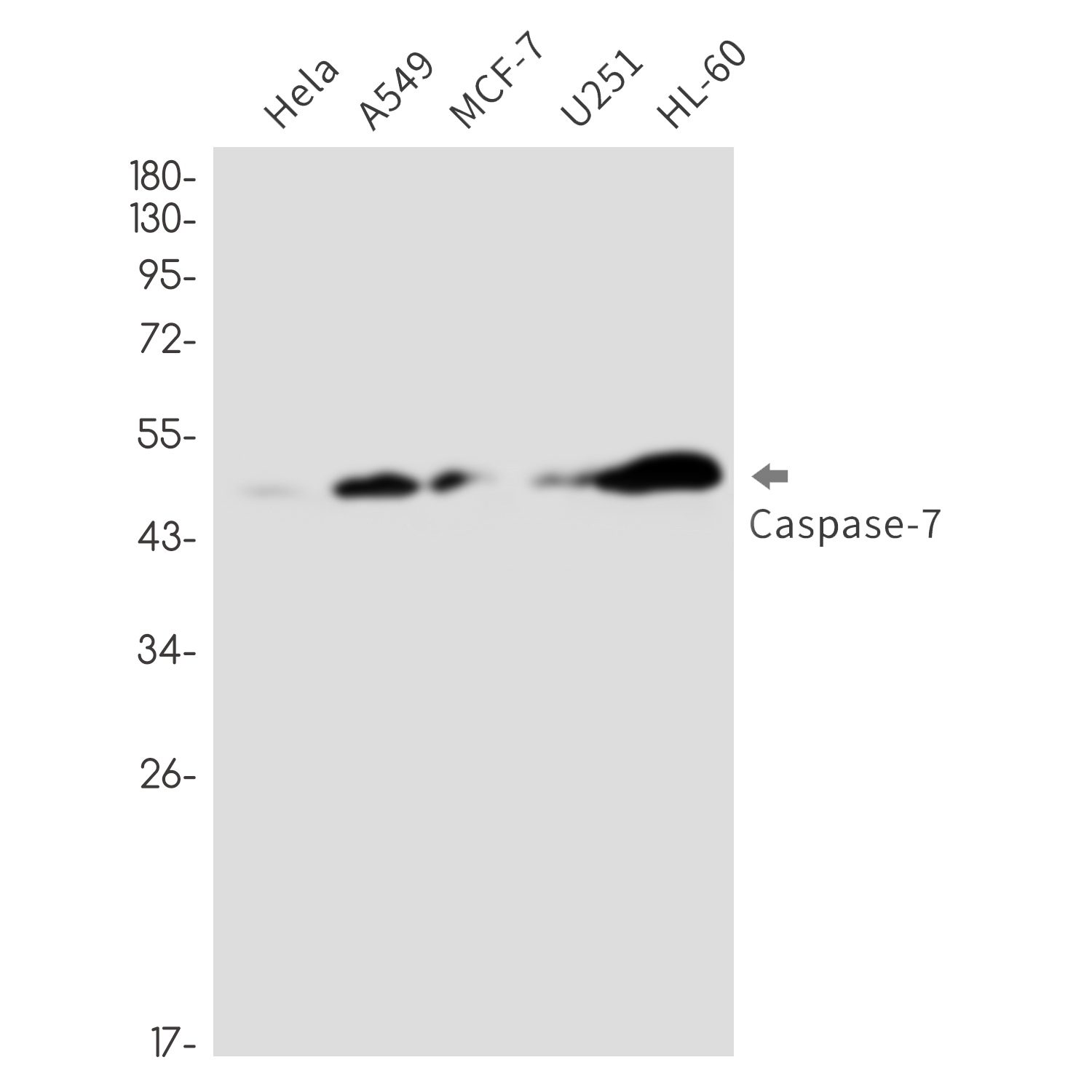 2 - Caspase 7 Rabbit mAb AP76422