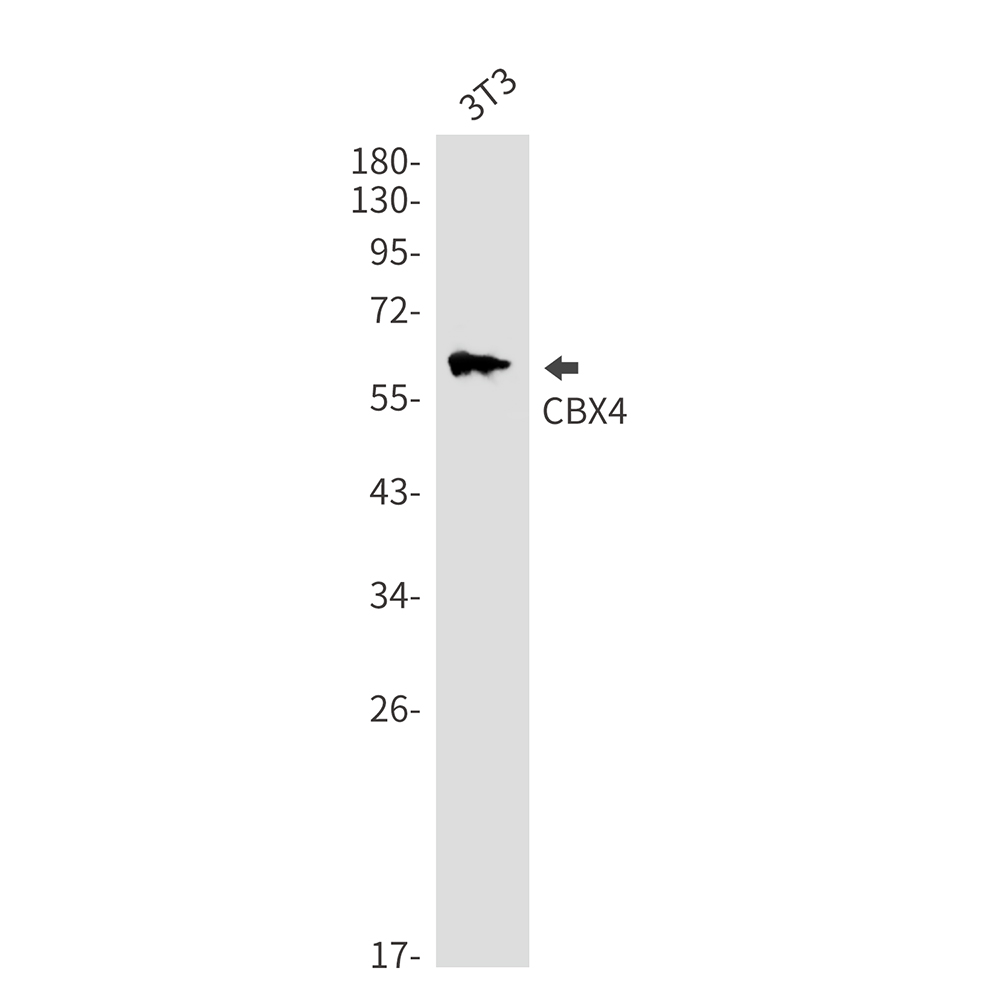 1 - CBX4 Rabbit mAb AP76424
