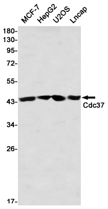 5 - CDC37 Rabbit mAb AP76433