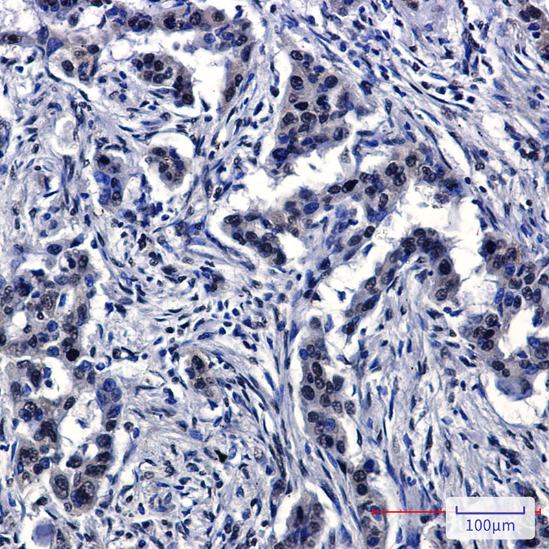 2 - Cullin 4A Rabbit mAb AP76456