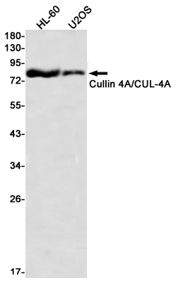 1 - Cullin 4A Rabbit mAb AP76456