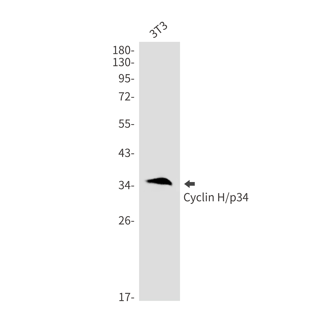 2 - Cyclin H Rabbit mAb AP76458