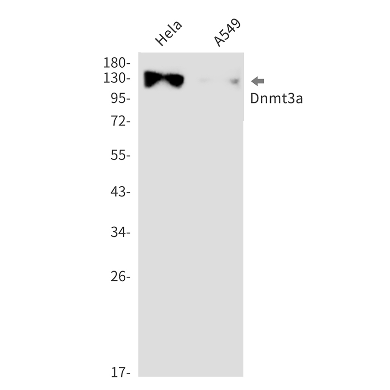 1 - Dnmt3a Rabbit mAb AP76472