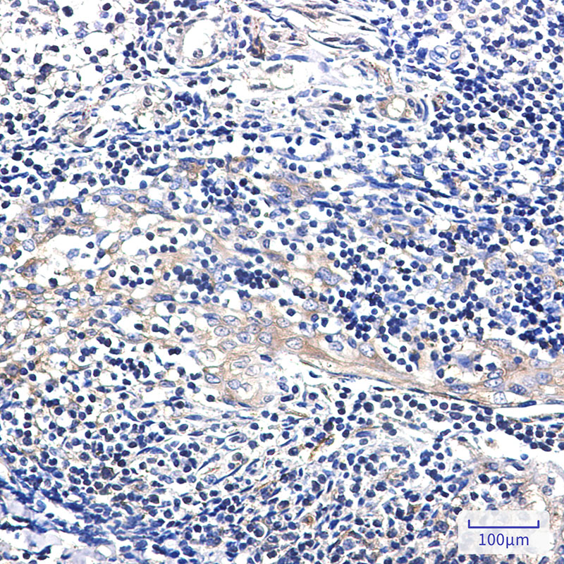 8 - EBP1 Rabbit mAb AP76474